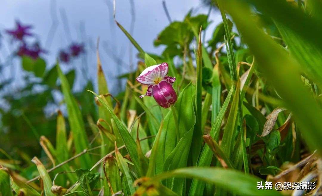 各个季节的野生兰花,北京百花山野生兰花图片