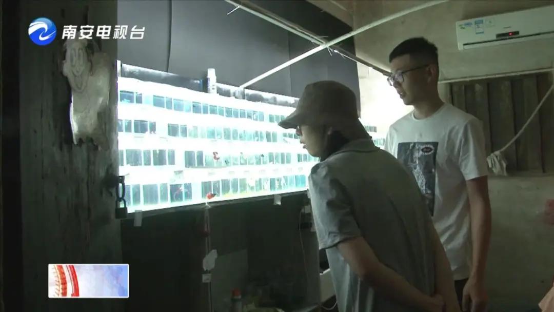 90后小伙的“斗鱼”梦:泰国斗鱼从南安“游”到全国各地!