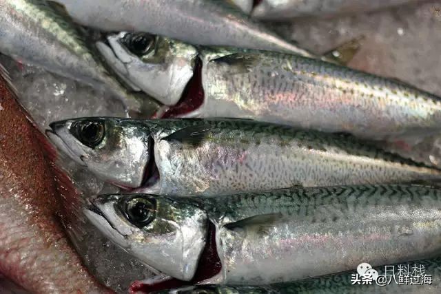 鲭鱼｜虽生犹死的那种境界……