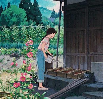 廉价杜鹃,干枝山杜鹃