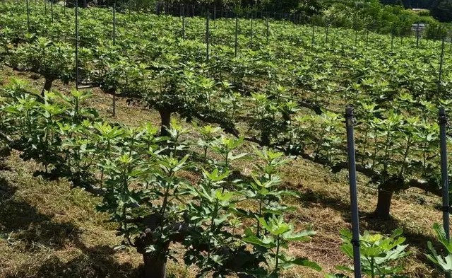 无花果育苗剪枝工艺流程,无花果的整枝技术