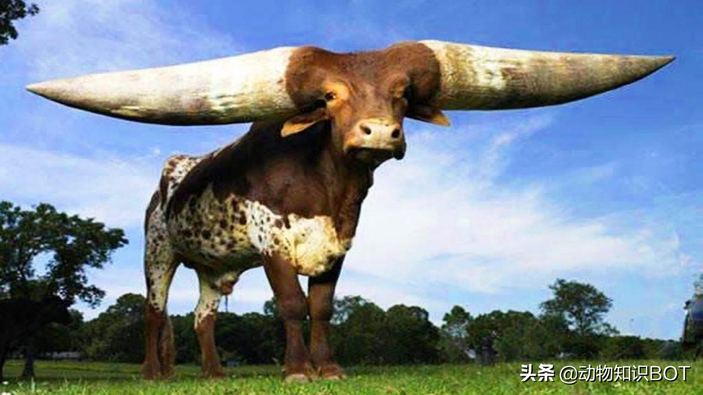 牛角价值500万的“巨角神牛”，牛粪可做防晒霜，牛尿还能染发