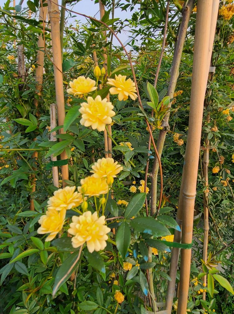 月季基地最美,常州最大月季基地