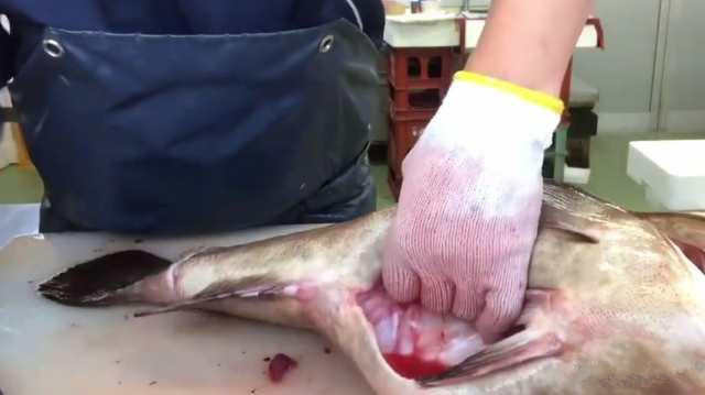 月薪三万的日本顶级厨师,处理“极品大石斑”,你觉得如何?