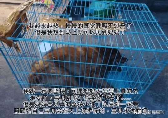 空运金毛死了,托运被热死的金毛