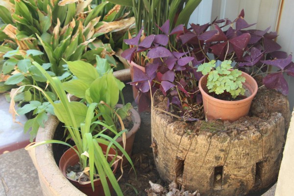 适合栽在庭院的多肉,庭院地栽多肉设计