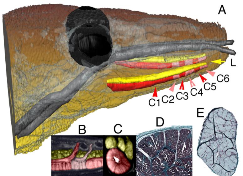 一个成年人被科莫多巨蜥咬了一口，现在的医学水平能救吗？