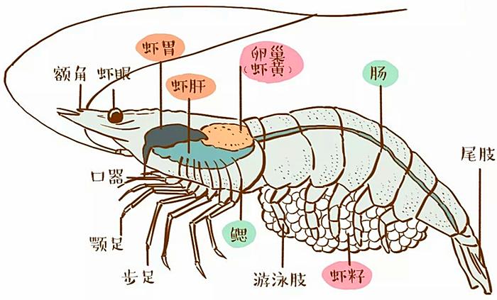 虾线怎么去除可以吃吗,虾线到底能不能吃