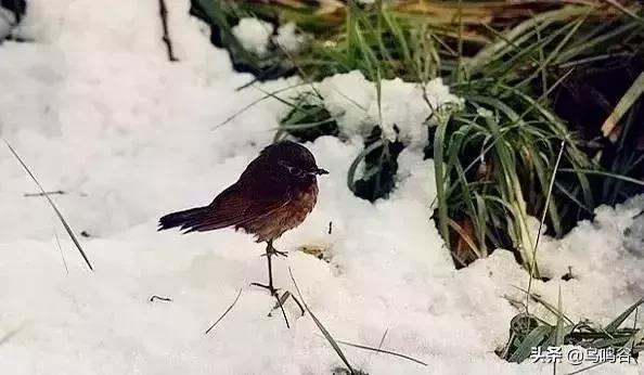 看图识鸟图片及答案,看图识鸟软件哪个好用