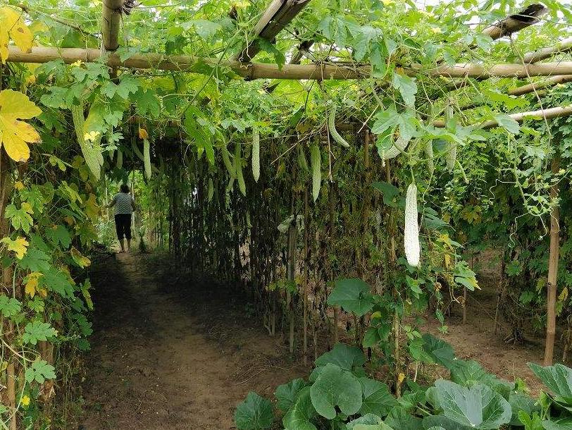 苦瓜结果了需要施什么肥,苦瓜结果少是怎么回事