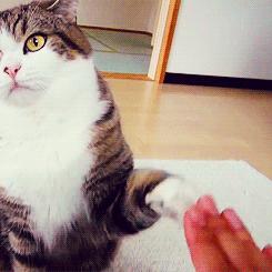 如何训练一只猫,如何训练一只猫用猫砂