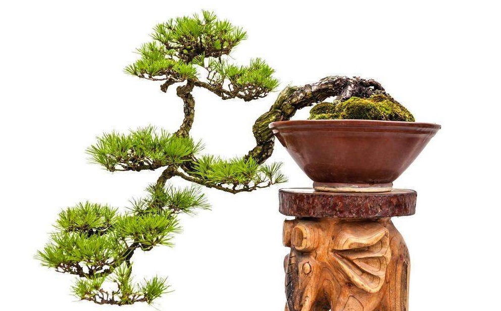 松树盆景的几种造型,各种松树盆景如何做造型