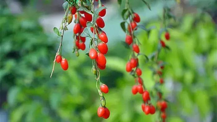 中国历史上最有名的十首诗,中国历史上的33首诗