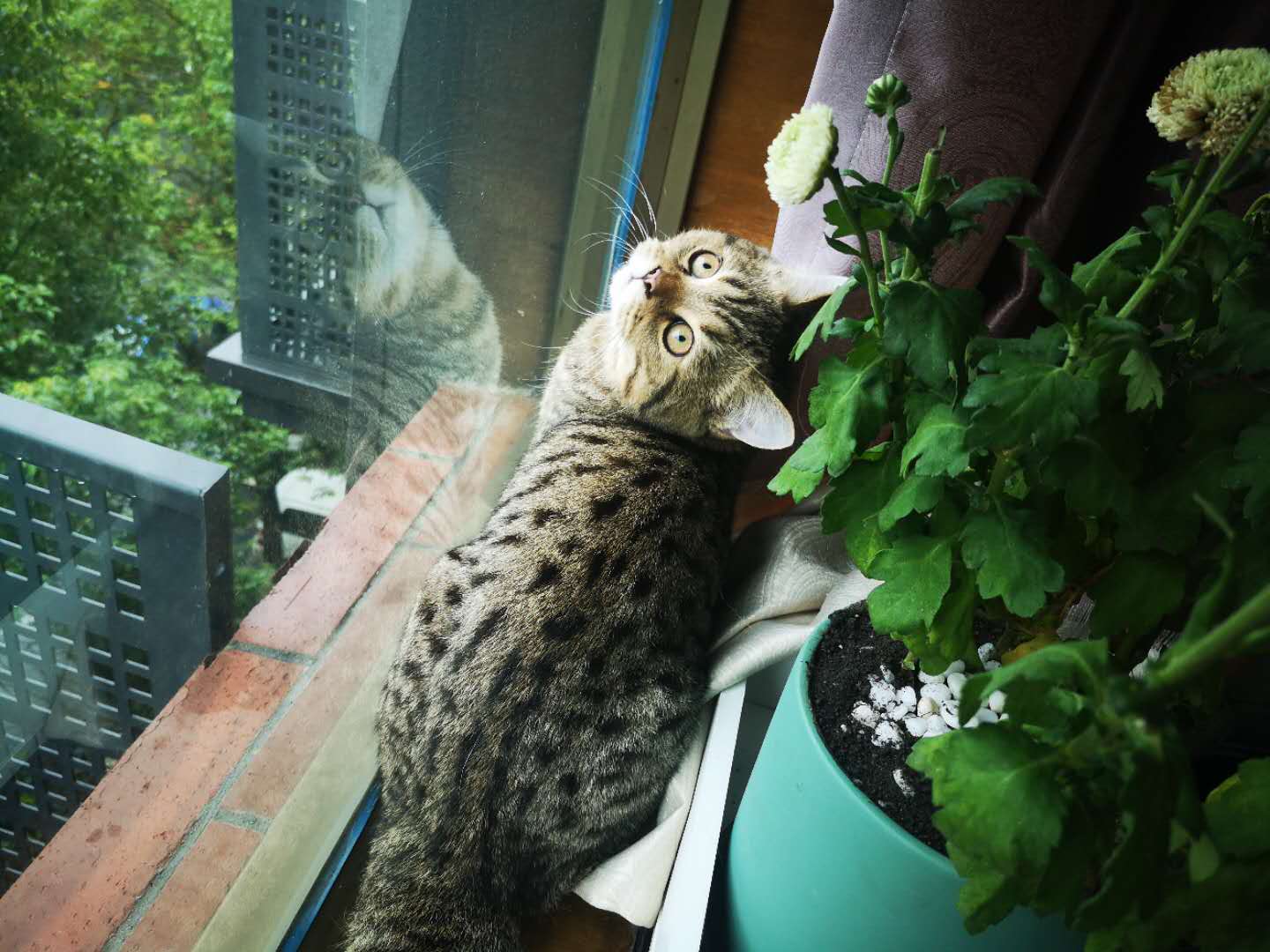 养猫必须知晓的那些事儿,养猫必须知道的几件事