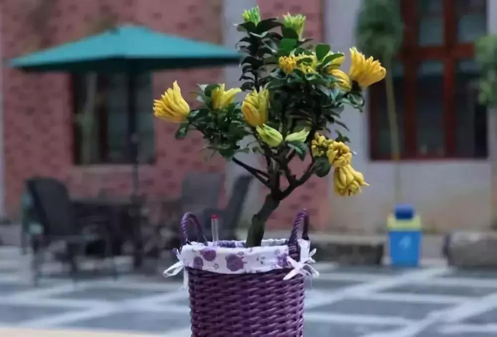 果树盆景的栽培技术视频,盆景果树种植视频