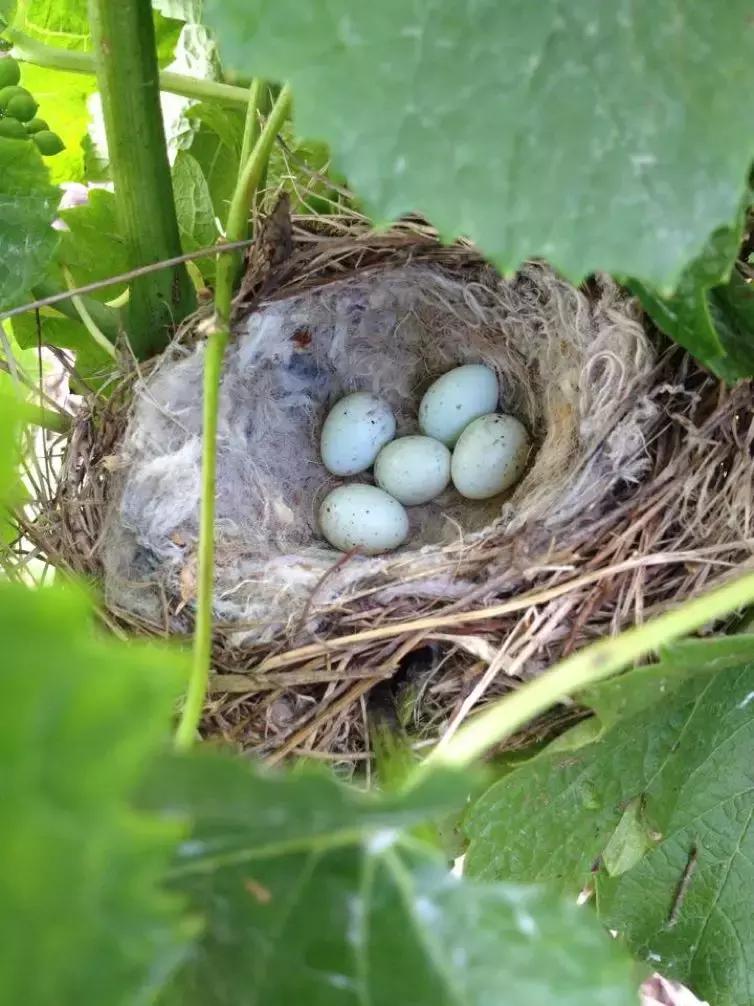 法国葡萄园干活,在法国上班