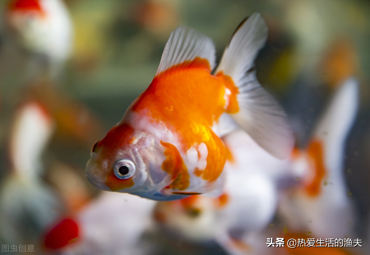 为什么买回来的金鱼活不了多久,为啥买回来的金鱼不生小鱼