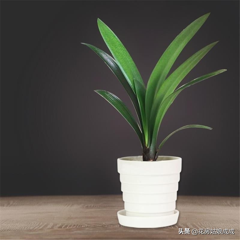 君子兰换盆时间春季好还是秋季好,君子兰什么季节换盆最好养