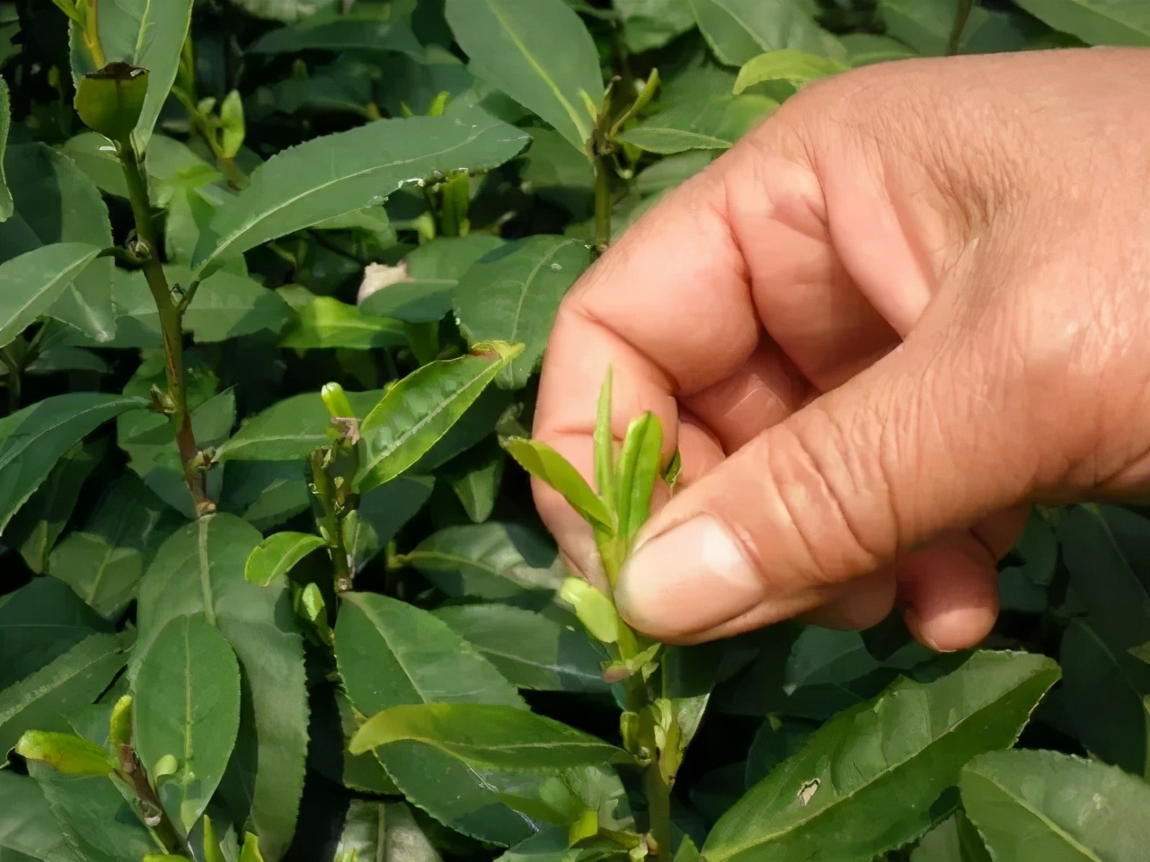 明前茶雨前茶谷雨茶哪个最好,都匀毛尖明前茶还是谷雨茶好