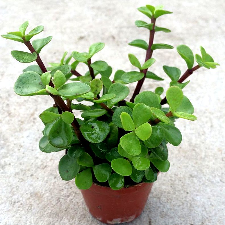 什么花寓意发财好运吉祥,寓意平安招财鸿运的干花