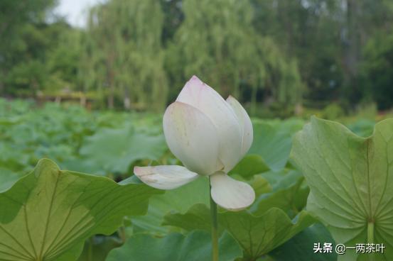 鲁西南话河南话,山东鲁西南方言土话