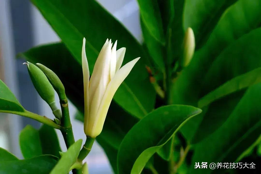 香味最好闻的十种花,一年四季都能闻到香味的四种花