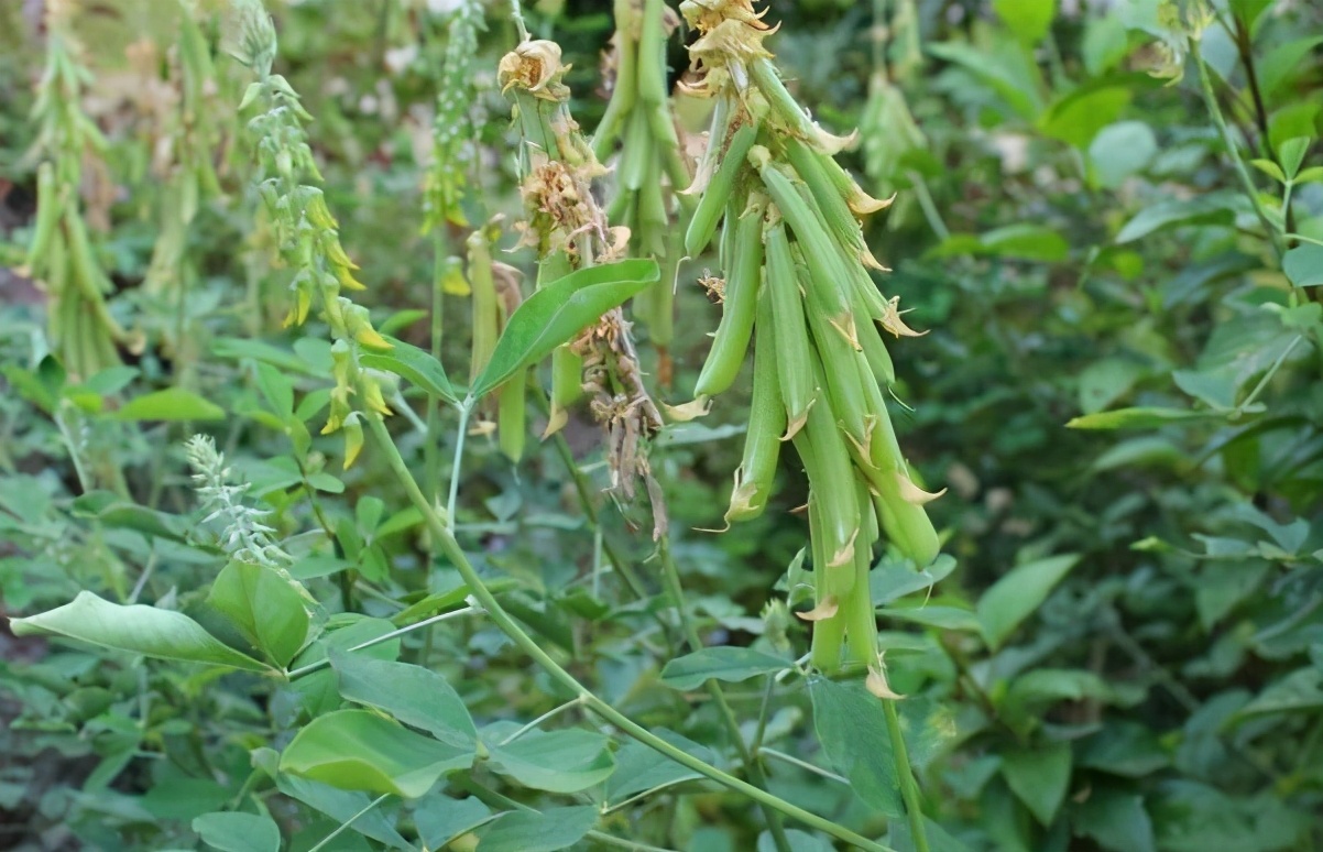 这植物“美如玉”，学名很难听，但遇见别不当回事，全草价值不菲