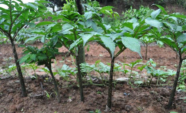 农村常见野生有毒植物,农村有毒的野果和植物
