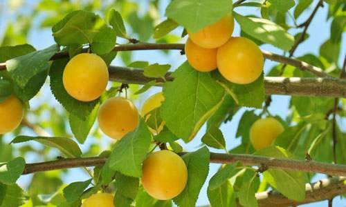 理综学霸必背口诀,高考学霸分享理综答题顺序