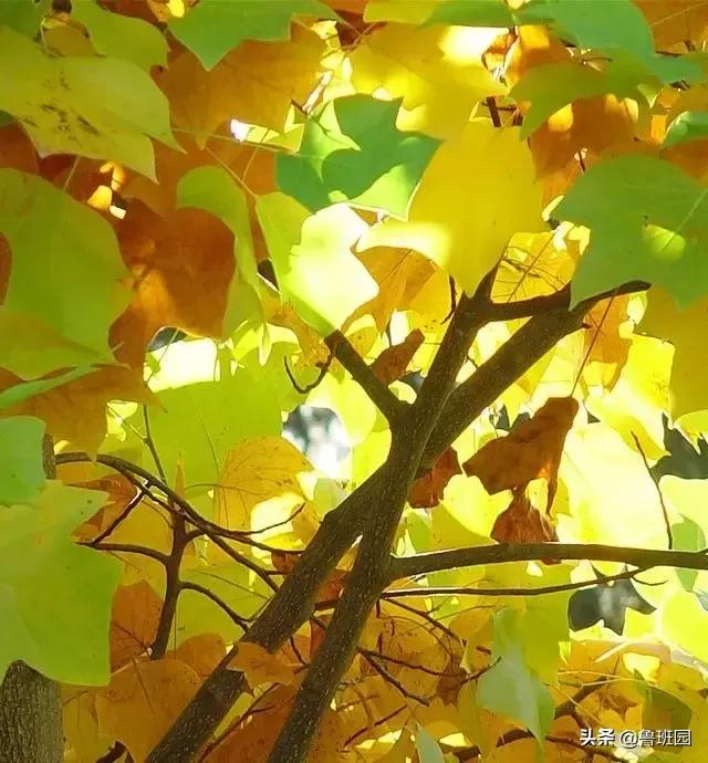 林荫大道木材,鹅掌楸和榉木哪个做家具好