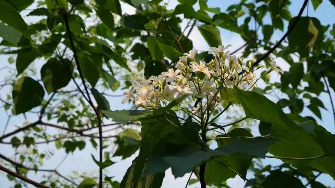 古龙峡下雪直播,古龙峡雪景