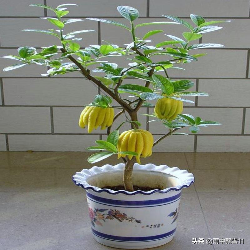 佛手什么时间开花挂果,佛手挂果的养殖方法