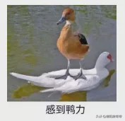 安置房比商品房安静,安置房一定比商品房差吗