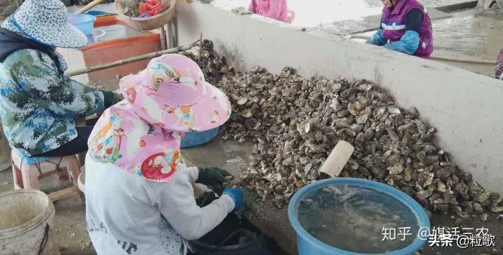 玛塔牡蛎钙对盐碱地的作用,玛塔牡蛎