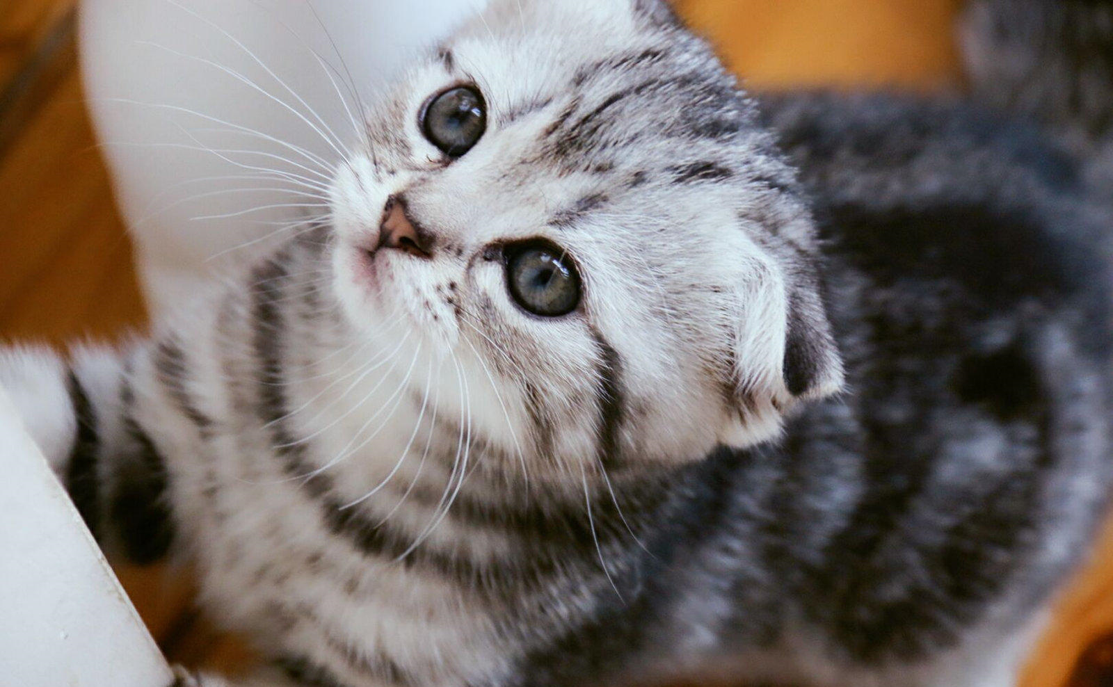 猫咪为什么有泪痕怎么解决,所有猫咪都有眼屎么