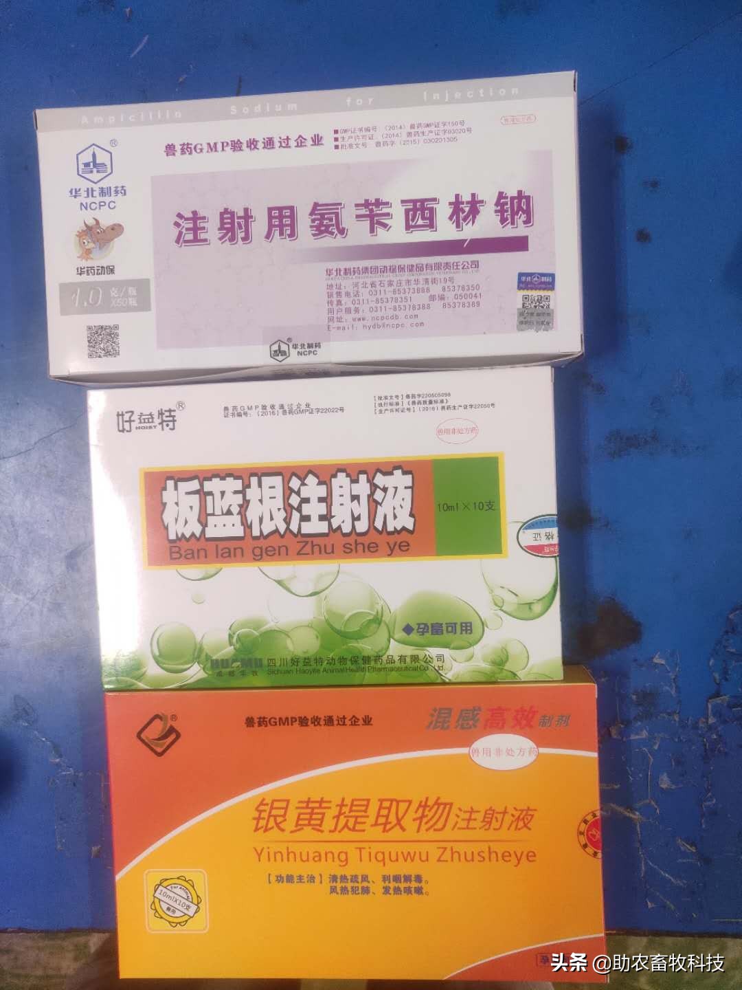专治羊魏氏梭菌的药,羊魏氏梭菌症状和治疗