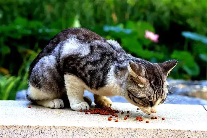 30条新手养猫注意事项铲屎官必看,养猫一定要牢记七不要对猫咪有益