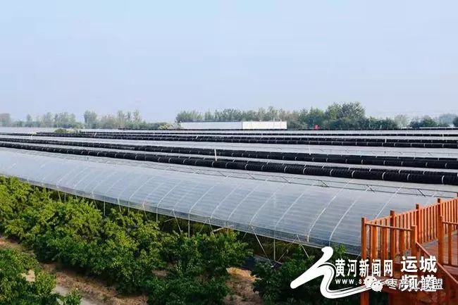 有机冬枣红满天