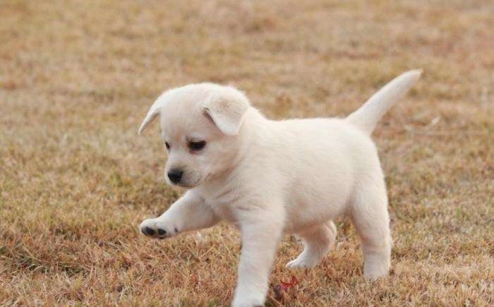 狗狗细小病毒要消毒吗,狗狗细小病毒怎么治疗最佳