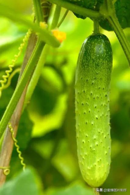 壁纸超清全屏护眼藕壁纸,护眼头像高清壁纸