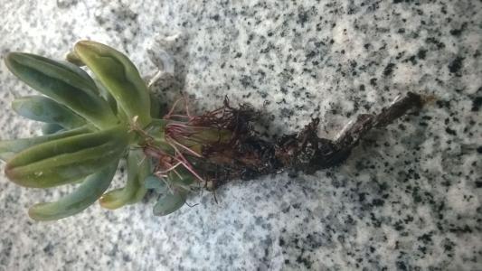 花卉烂根处理方法,花卉烂根后用什么肥好些