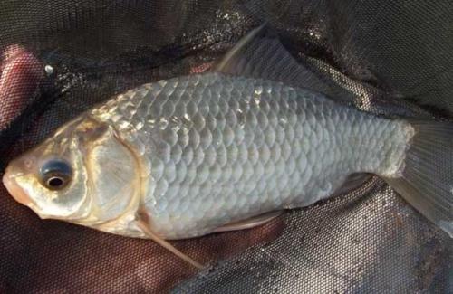 鱼类身上最常见的寄生虫长什么样,23种常见鱼类寄生虫高清图谱