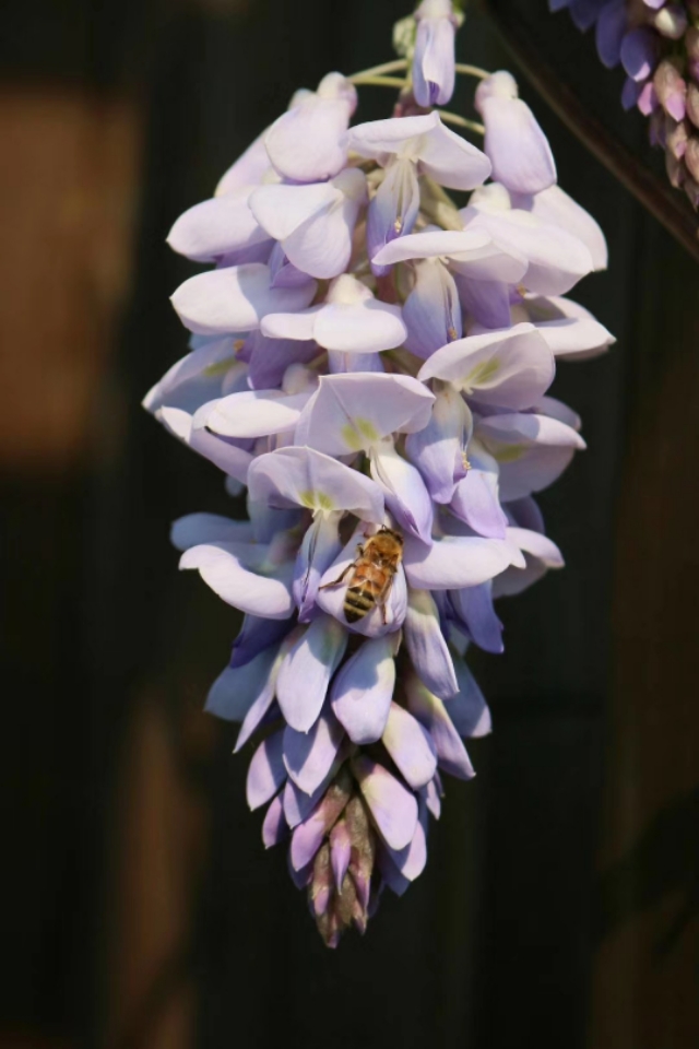 七绝紫玫瑰,七绝紫荷