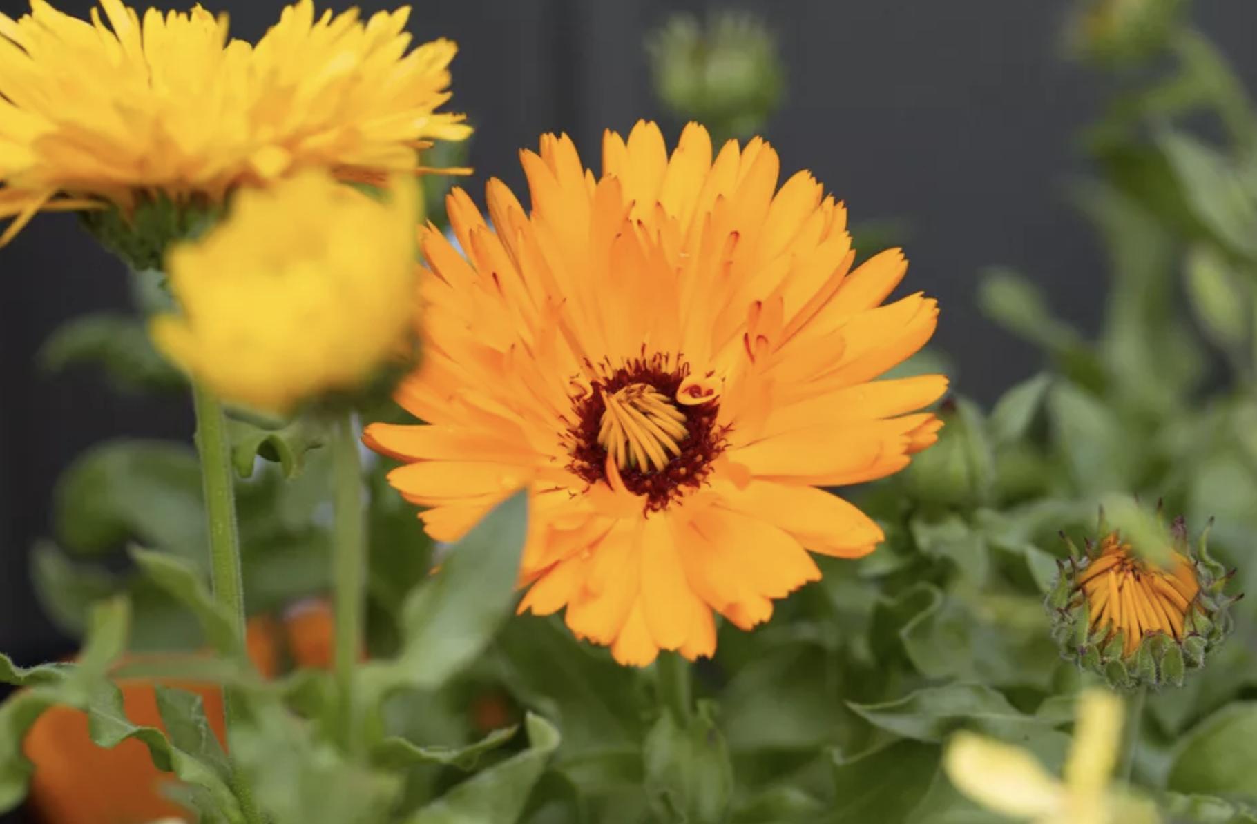 充满活力阳光的花,20种需要阳光的花