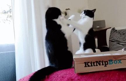 黑白猫比其他毛色的猫勇敢吗,黑白猫和燕尾猫有什么区别