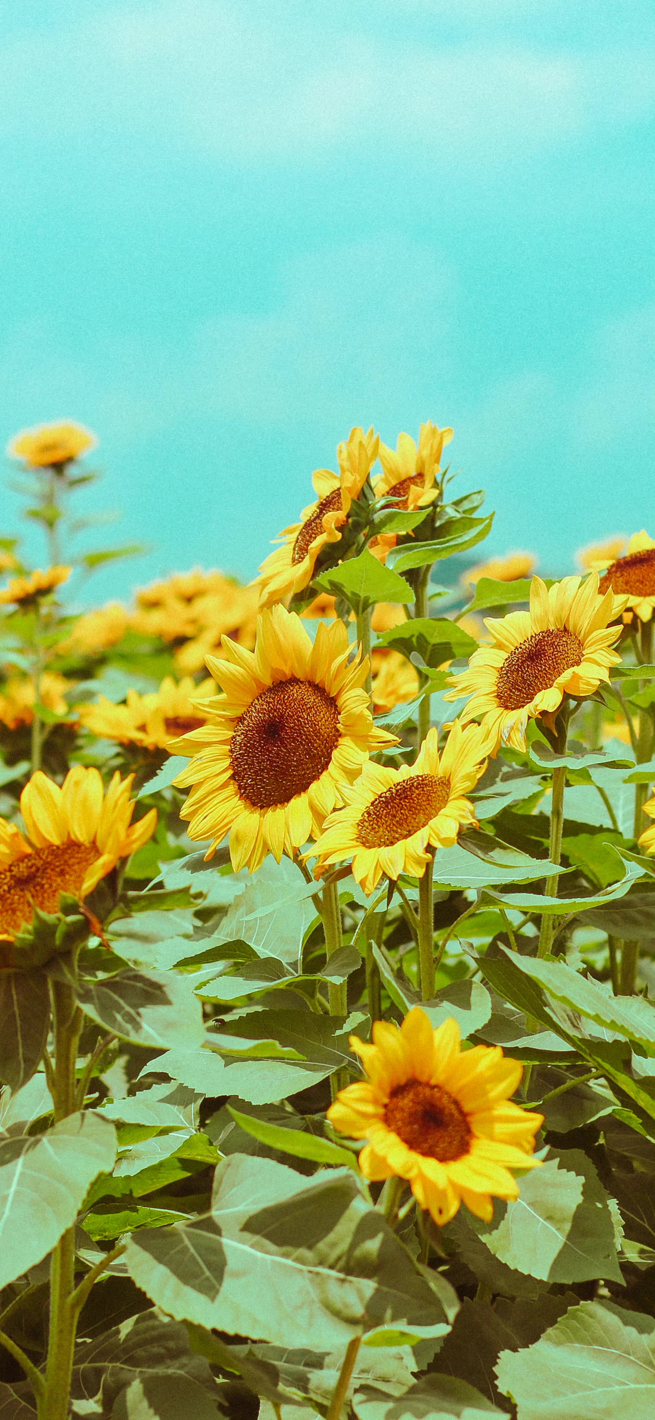 精选壁纸一组超好看的壁纸请签收,超好看的夏日清凉壁纸