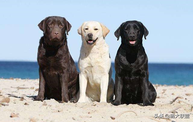 拉布拉多犬和边牧犬哪个比较好,拉布拉多犬多少钱一只比较合适