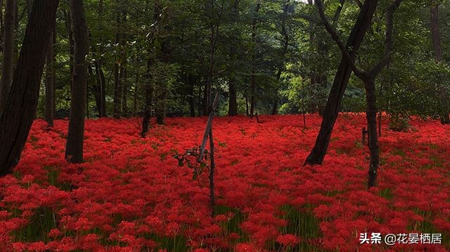 忘川的彼岸花，莲华经的接引之花“曼珠沙华”，原来是石蒜花呀