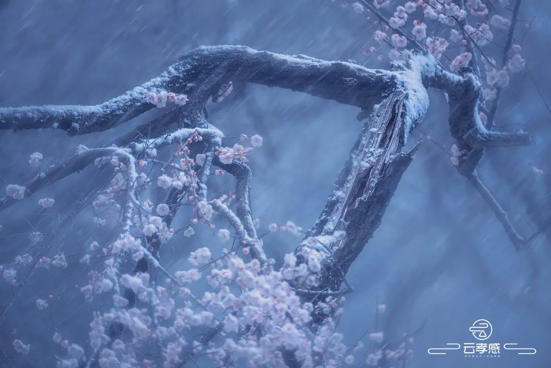 李鸿飞摄影作品初春,李鸿飞画家