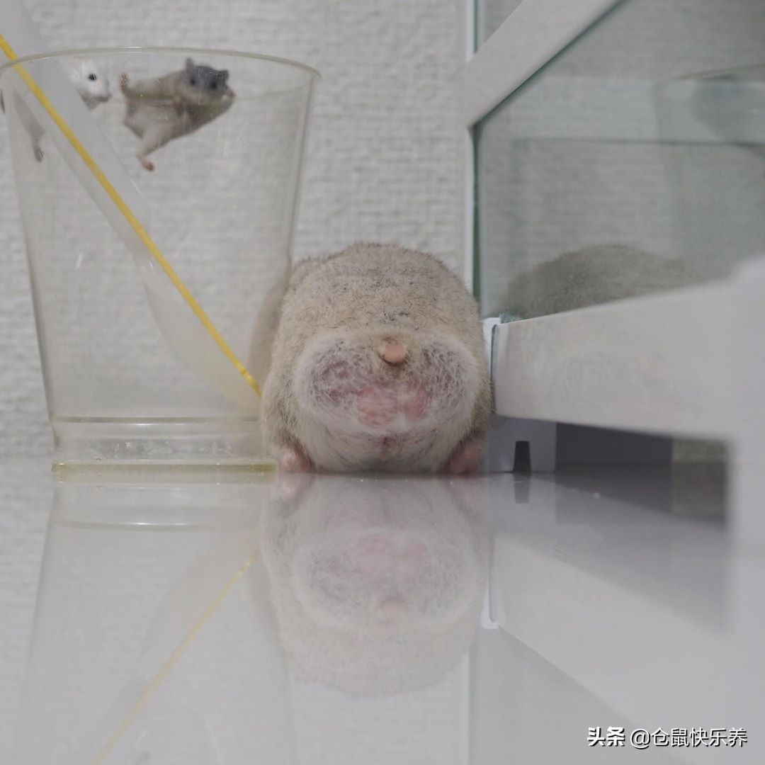 仓鼠半夜跑出笼子怎么找,仓鼠半夜在笼子里跑来跑去